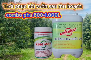 Phục hồi sầu riêng sau thu hoạch tẩy rong kích thích rễ nâng PH đất cung cấp dinh dưỡng dễ hấp thụ cho cây sầu riêng