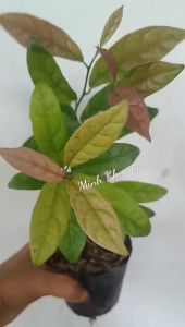 Chậu cây xạ đen chuẩn giống - khi ra lá non sẽ có màu tím - Vườn Minh Khương - Vườn Minh Khương