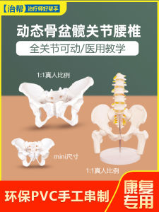 โมเดลกระดูกสะโพกผู้หญิงแบบเคลื่อนไหวขนาดเล็ก อุปกรณ์การศึกษา เครื่องมือแพทย์ กระดูกสะโพก รุ่น Mini Dynamic Female Lumbar Pelvis Bone Model