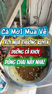 API Stress Coat+ (chai 100mL) Khử Độc Nước Giảm Stress Chống Sốc Lành Vết Thương Cho Cá Cảnh Nuphar