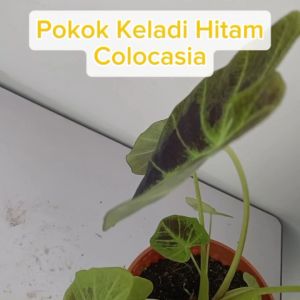 Pokok Keladi Hitam Colocasia Esculenta Illustris Taro Plant Pokok Hiasan Live Plant SHS Kebun
