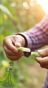 ถั่วฝักยาว ดกคลอง10 ถั่วเนื้อ [  ขนาด 500 กรัม ] หมดอายุ ส.ค-2569 ลอตใหม่ โตไว ติดฝักดก ฝักยาวสีเขียวนวล ยาว 60 ซ.ม. เนื้อแน่น ขายง่าย npkplant