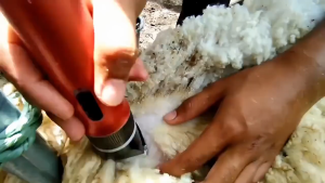 PAKET KOMPLIT BaoRun P6/P7/K5 Alat Mesin Cukur Bulu Hewan Kambing Domba Garut Elektrik Tanpa Kabel