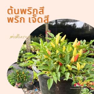 ต้นพริกพริกเจ็ดสี ส่งพร้อมกระถาง 6 นิ้ว พริกประดับ  ผักสวนครัว ผักสวนครัวปลูกง่าย ผักสวนครัวพร้อมปลูก ผักออร์แกนิก