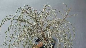 ต้นยูโฟร์เบีย เดคาร์ยา มาดากัสกาเรียนซิส Euphorbia Decarya madagascariensis #Zigzag #กระถางต้นไม้