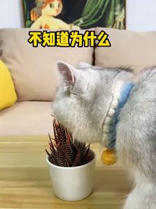 Cat Scat Mat Anti-Cat And Pest Plastic Prickle Strip Network Digging Stopper Garden Netting Plastic