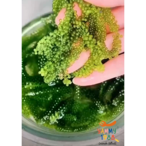 Yummy1988😋พร้อมส่ง💯 สาหร่ายพ่วงองุ่น เพียงแช่5-6นาที เคี้ยวกรุบกรอบ อร่อยทานเพลิน ของท่านเล่น100g藻寿司绿色鱼子酱 สาหร่าย