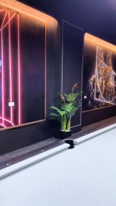 Cơ Bida Carbon - Cơ HCTQ - Cơ phủ carbon đầu tẩy mềm kính cao cấp - Tặng kèm lơ găng tay -BIDA TRUONG THO