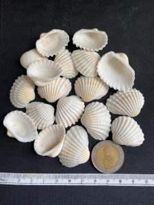 เปลือกหอยสีขาวขนาดเล็ก 50g XIAO XUE สำหรับตกแต่งสวน size:2-4cm