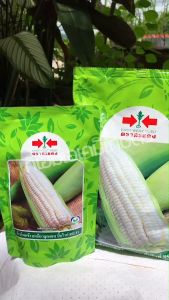 ส่งด่วน! ข้าวโพดข้าวเหนียว บิ๊กไวท์ ตราศรแดง F1 ติดฝักเสมอ เม็ดเรียงสวย ขาวนวล