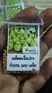 300 เมล็ด มะเขือเปราะ เมล็ดมะเขือเปราะ มะเขือ เมล็ดมะเขือ