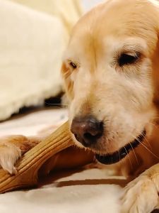 Gigwi Hard Wooden Antler Chew Toys: A Comprehensive Guide