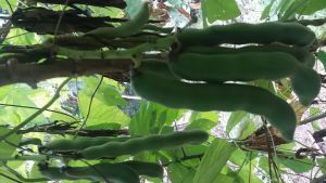 Biji Benih Tanaman Koro Benguk  Kacang Babi