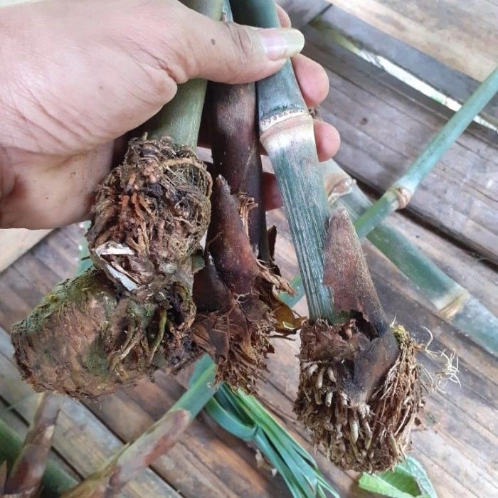 bibit bambu petung biasa tinggi 40cm / bambu gombong stek batang dengan ...