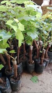 bibit anggur import basanti genjah