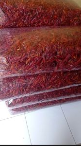 5 KG CABE TEJA KERING /CABE CAPLAK SUPER PEDAS KWALITAS SUPER TANPA TANGKAI