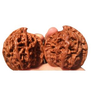 Yunhe Gold Beast Special Large Walnut Lion Head Eagle Beak Mens Plaything Jadeification Patinaed Official Hat Patterned Ornament