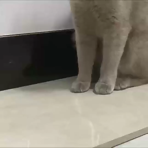 New 15 degree inclined elevated cat bowl dog bowl pet double bowl cervical protection cat tableware pet supplies