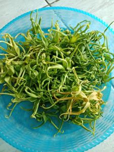 Kembang kenanga 35 gram