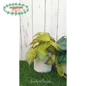 Aneka Tanaman Hias Mini Arrowhead Purple Alocasia Plastik Artificial Pot Strip Doff Putih Keramik