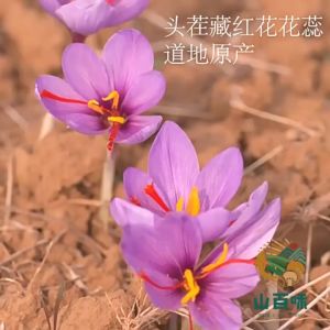 Premium Safron unggul 1/2g organik semula jadi yang dipilih sendiri tanpa bahan tambahan rempah teh berkhasiat untuk wanita hamil 藏红花 天然有机 手工采摘无添加 孕妇滋补泡茶香料