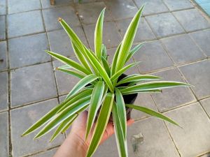 anak pokok spider 吊兰幼苗🌱