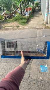 Bẫy chuột bé tự động