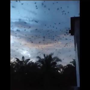 KING BIRAHI EAGLE ASLI 100% ORIGINAL GARANSI RESMI 1TAHUN