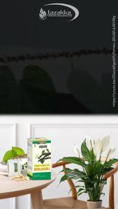 Kapsul Brotowali Tazakka: Obat Herbal Atasi Diabetes & Rematik