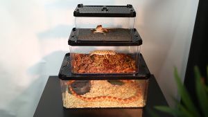 Hộp nuôi bò sát trong suốt 2 cửa kéo - Hộp nuôi ếch nhện bò sát trăn rắn chuột thằn lằn tắc kè...