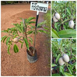 ต้นละมุดกะสวยมาเลย์ ตอนกิ่ง ติดผลลูกดก พร้อมปลูก