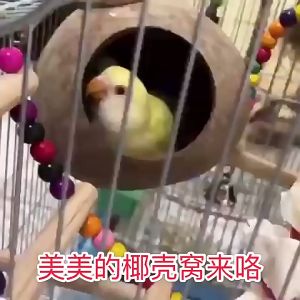 บ้านกะลา บ้านชูการ์ไกลเดอร์ บ้านชูก้า บ้านนก บ้านกะลามะพร้าว สำหรับ สัตว์เลี้ยงขนาดเล็ก