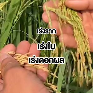 E Nao อีเน่า น้ำฮิวมิคแอซิค จุลินทรีย์ปรับปรุงสภาพดิน ขนาด 1000 มล. (เซต 3 ขวด)  #130583