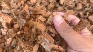 กาบมะพร้าว กาบมะพร้าวสับเล็ก กาบมะพร้าวสับละเอียด ใช้รองก้นกระถาง ผสมดินปลูก คุณภาพดี (แบ่งบรรจุ 1-3 ลิตร) ใช้ผสมดิน ใช้รองกเนกระถาง