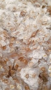 50gram hạt giống cây sò đo cam