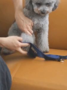 Bộ dây dắt Chó Mèo kèm yếm ngực bản lớn bằng vải jean 2 lớp (mẫu mới) - Love Pets Shop