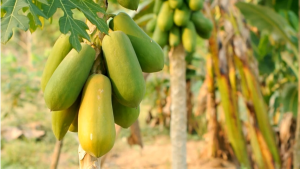 Super Hybrid Papaya Seeds Red Lady Fast Germination