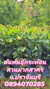 ต้นกระท้อนปุยฝ้ายขนาด 80 เซนติเมตร ต้นสมบูรณ์แข็งแรงพร้อมปลูก ใช้เวลา 1 ถึง 2 ปีมีลูกแล้วค่ะ รับประกันสายพันธุ์แท้ทุกต้น 089-4070285 จังหวัดปราจีนบุรีค่ะ