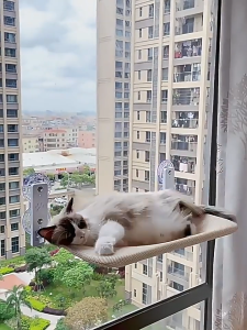 Cat Window Hammock Pet Nest Suction Cup Foldable Window Sill Nest Mesh Surface Breathable Cat Hanging Bed Katil Kucing