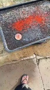 [Kill all flies within 1 second] Fly killer Fly bait Fly repellent racun lalat Suitable for households and farms Harmless to humans and animals 苍蝇药