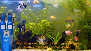 BÌNH KHÍ OXY 14 LÍT CHUYÊN VẬN CHUYỂN CÁ CẢNH - HẢI SẢN SỐNG