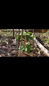 Bibit Durian Mantuala Hasil Okulasi