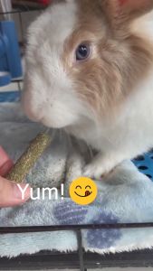 🔥PROMO🔥 Molar Grass Stick 🌿 Rabbit Hamster Guinea pig Chinchilla snack food treat 💚