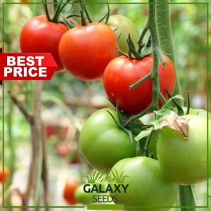 "GalaxySeeds" Tomato Seeds for Planting Vegetable Plants (20 Seed) Including fertilizer - Tomatoes Plant