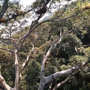 Madu Hutan Murni Tanpa campuran Asli langsung dari Petani Jelas Sanad Pengambilanya Asli Bergaransi