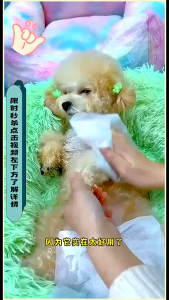 🐾PET WIPES for DOGS & CATS – Gentle Safe & Extra Thick!🐶🐱 (80pcs in a single pack )