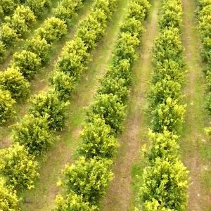 Nutrifrezz - Paket Diet Detox - 2 in 1- Cuka Apel - Sari Lemon - 250ML