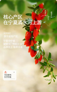 Qilixiang Goji Berry Wolfberry 250G Organic Large Ningxia Wolfberry Red Goji Dried Chinese Herbs