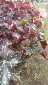 Tanaman Hias Daun Begonia Polkadot Mocca: Panduan Lengkap