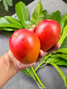 Bibit Mangga Merah Impor Jepang Miyazaki 100% Original Bergaransi Asal Okulasi Cepat Berbuah